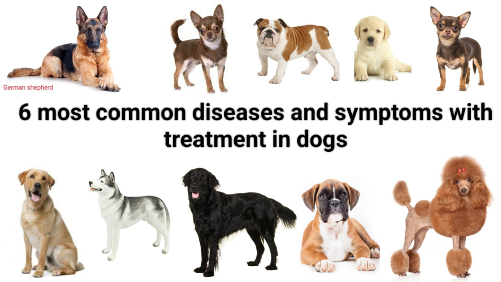 6-most-common-diseases-and-symptoms-with-treatment-in-dogs-pet-dogs